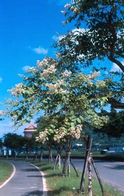 乘涼的樹|樹花園城市綠化專題: 台北市常見40種行道樹種類